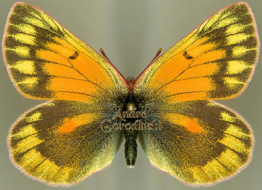 http://www.gorodinski.ru/pieridae/Colias stoliczkana  f.jpg